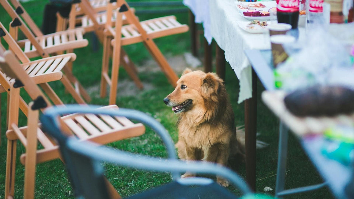 A calm dog sitting among chairs with food left on an outdoor table, not attempting to eat it.