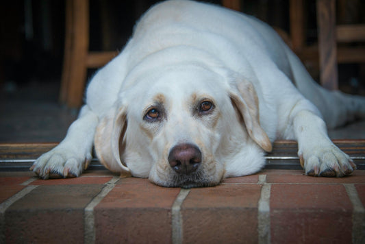Overweight white labrador resting on floor - Doggo Mojo