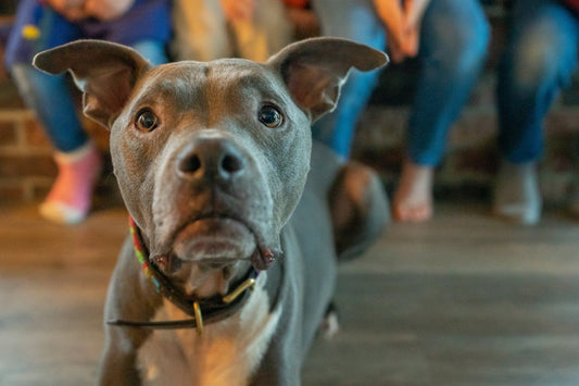 Unleashing Creativity: Where Coffee, Canines, and Custom Designs Collide – Making Personalized Dog Gifts Fun & Ethical (Mojo's Take!) - Doggo Mojo