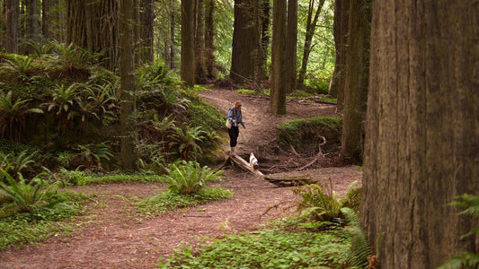A girl and her dog walking out of a dense, ancient forest, conveying a sense of wonder and exploration.