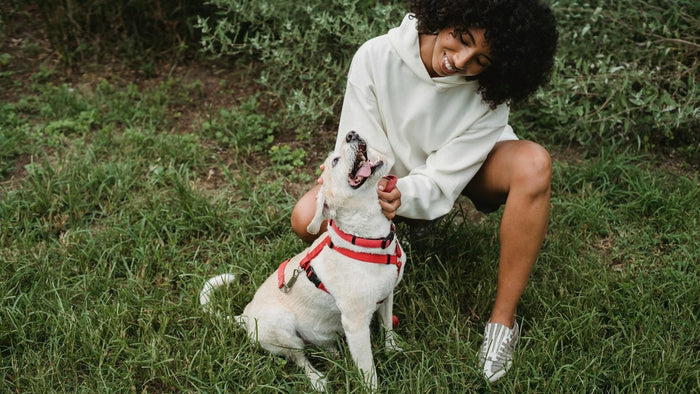 Beat the Bite: Mojo's Guide to a Parasite-Free Summer! - Doggo Mojo