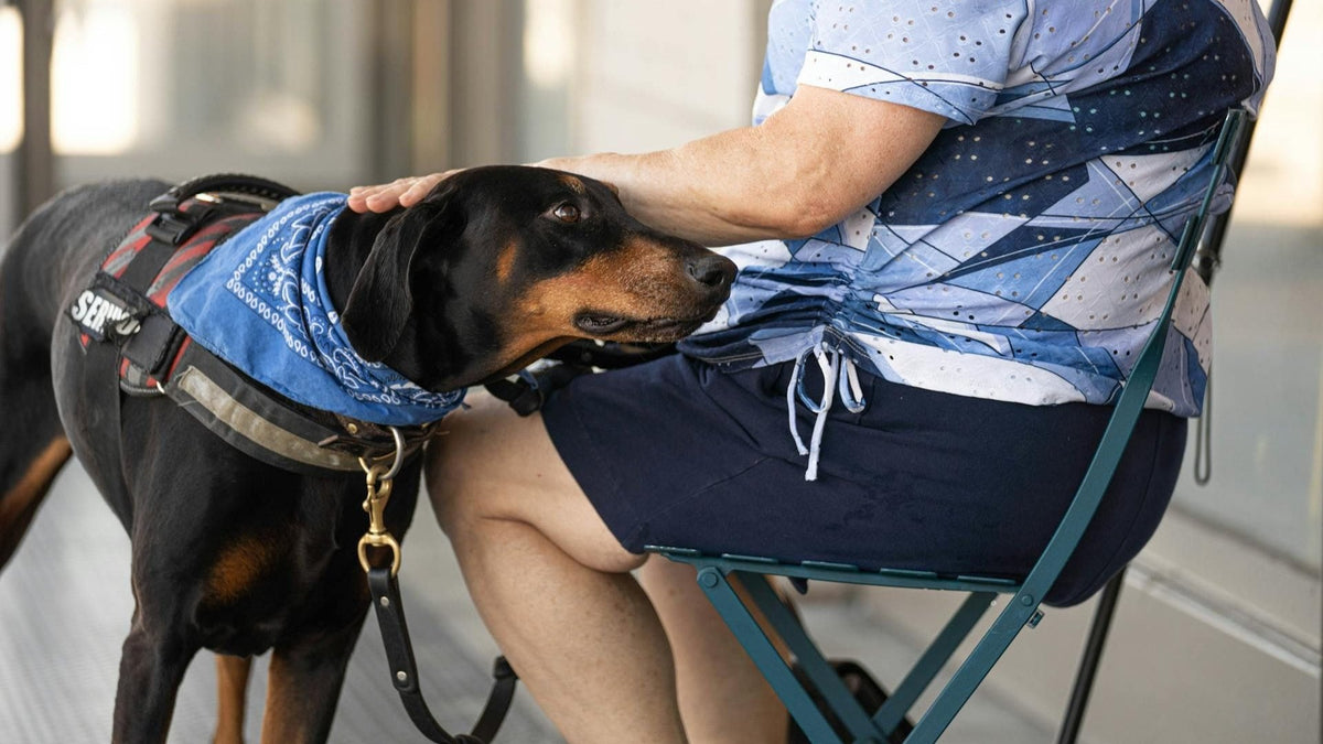 Service dog in harness resting head on seated owner's lap.