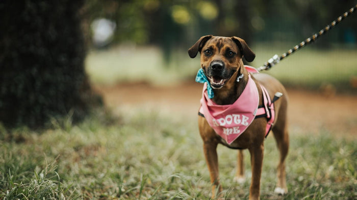 Celebrate Dog Rescue Day! Paw-sitive Ways to Help Rescue Dogs Near You & Worldwide - Doggo Mojo