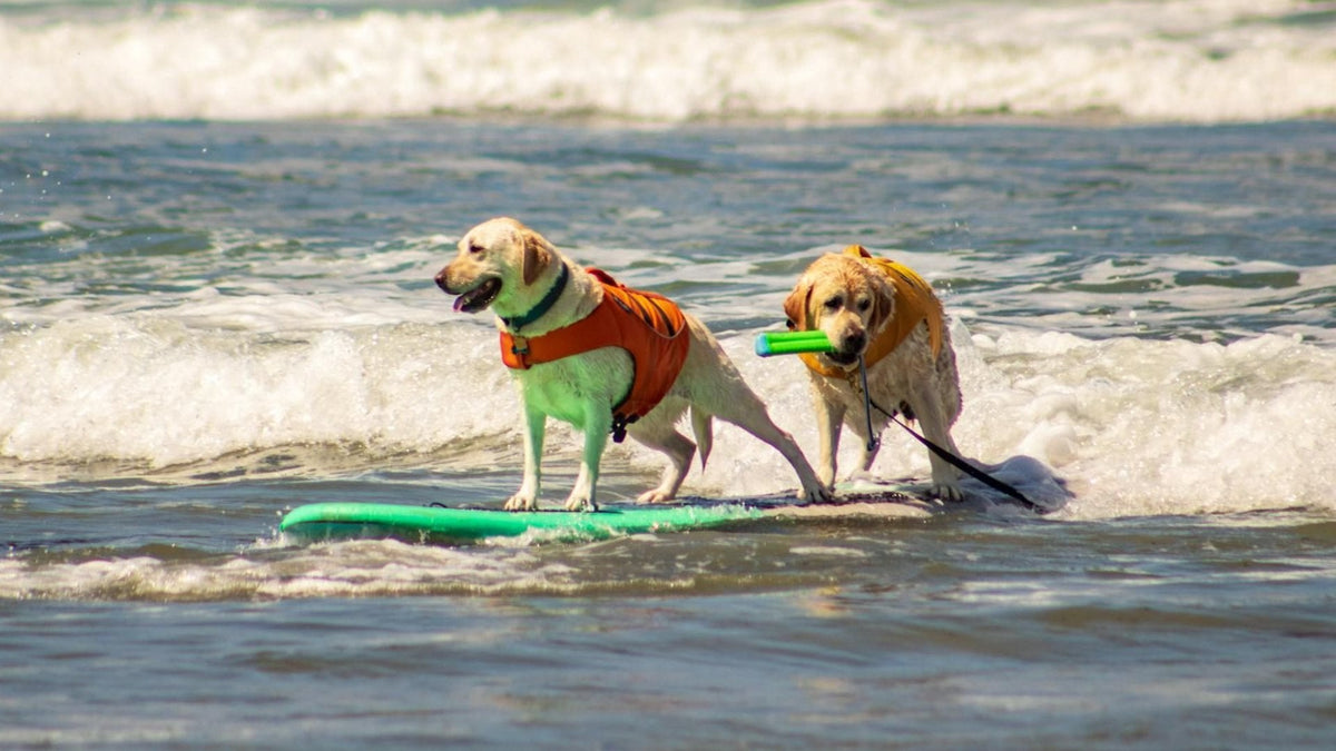 Two happy golden retriever dogs wearing life safety vests while riding a surfboard on a sunny beach.