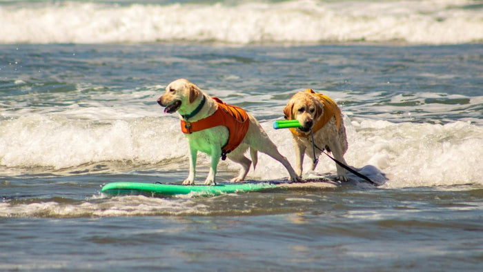 Two happy golden retriever dogs wearing life safety vests while riding a surfboard on a sunny beach.