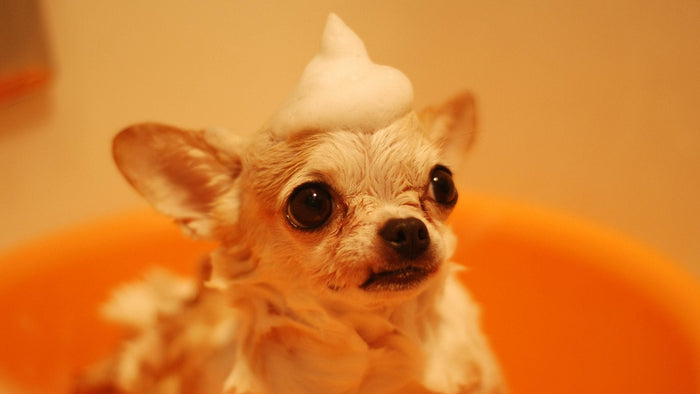 From Muddy Paws to Spa Day: Mojo's Guide to a Stress-Free Bath Time - Doggo Mojo