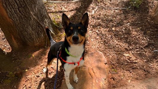 Cute adoptable dog in an outdoor setting.