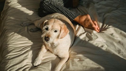 Mojo's Pawsome Dog Travel Guide for a Stress-Free Summer! - Part 2: Hitting the Road and Having Fun! - Doggo Mojo
