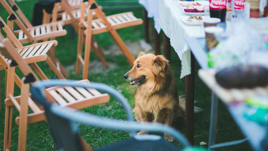 A calm dog sitting among chairs with food left on an outdoor table, not attempting to eat it.