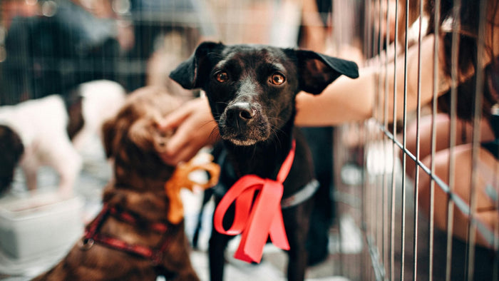 Rescue Dog Training: Build Trust & A Happy Home Today! - Doggo Mojo