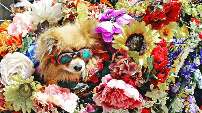 Sniff This: 20+ Dog Jokes & Canine Comedy for International Joke Day! - Doggo Mojo