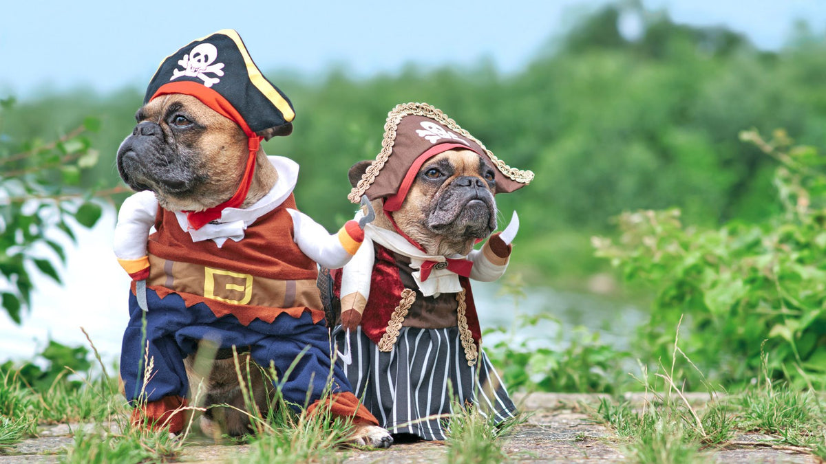 A male and a female pug dog dressed in adorable, matching pirate costumes, including hats and bandanas, posing for the camera.