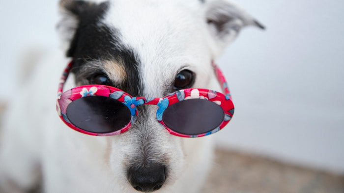 A funny image of a dog in sunglasses looking over the top of them with a stern expression, used as a blog banner.