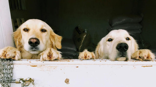 The "See You Soon" Guide: Mojo on Making Goodbyes a Little Easier - Doggo Mojo