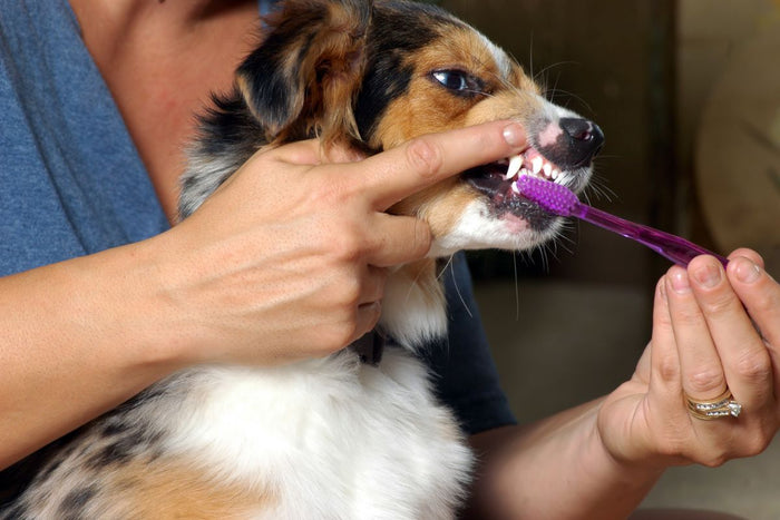 The Silent Pain: Recognizing and Preventing Dog Dental Disease - Doggo Mojo