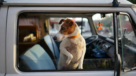 The Ultimate Co-Pilot: Mojo's Guide to the Joy of a Good Car Ride - Doggo Mojo