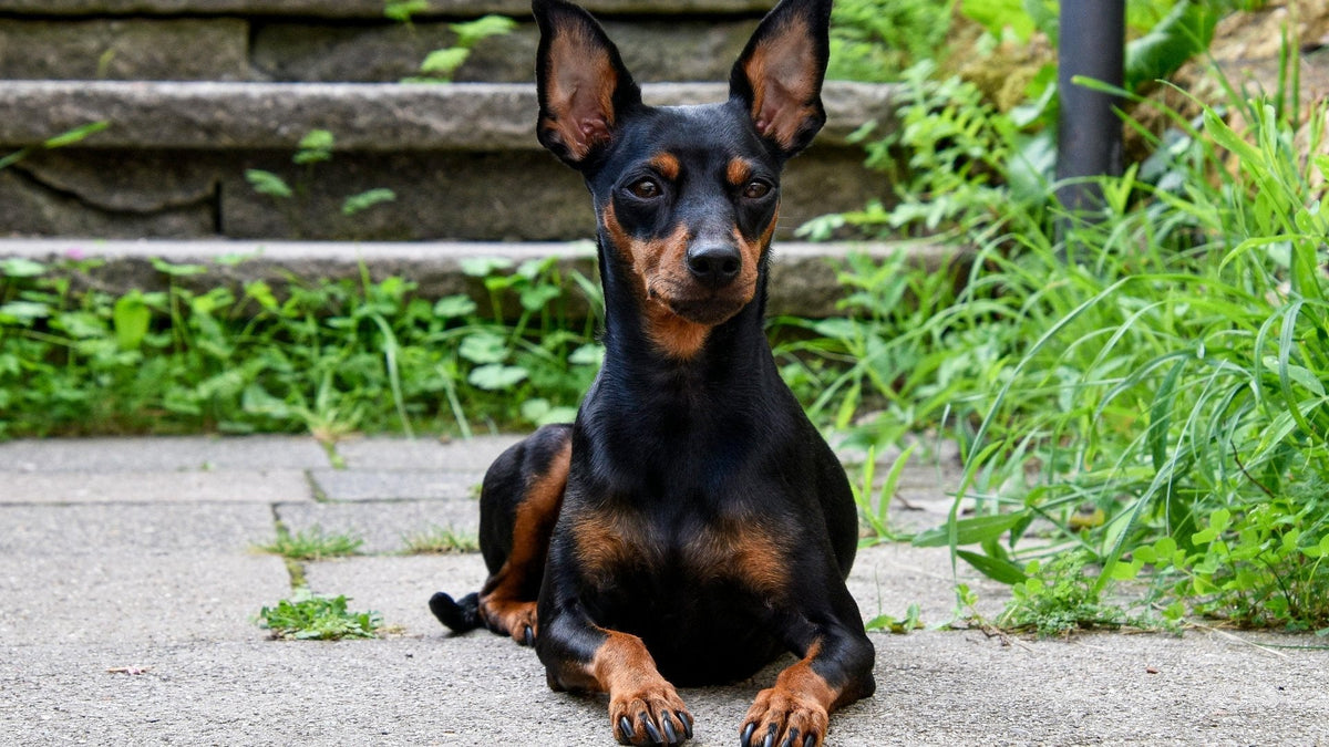 Trust Your Dog's Gut: Mojo on the Unseen Dangers Your Pup Can Sense - Doggo Mojo