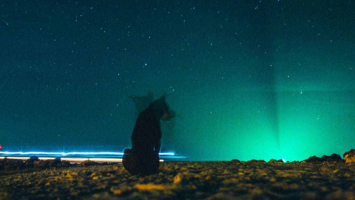 A long exposure photograph of a dog sitting in silhouette, watching the vibrant green and purple Aurora Borealis (Northern Lights) in the night sky.