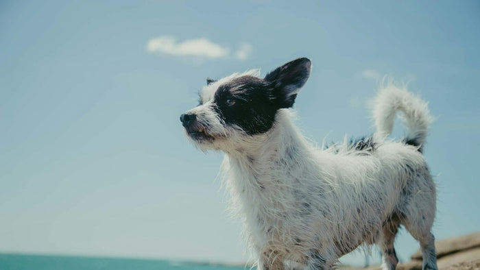 Unleash Your Inner Paw-tographer: Fun & Fab Pet Photo Ideas for Every Occasion! - Doggo Mojo