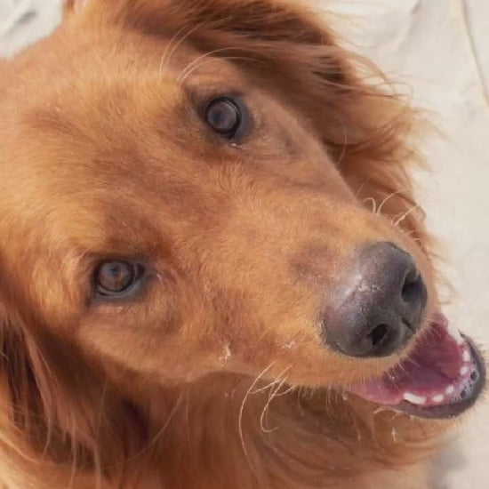 Video showing a Golden Retriever Dog magically transforming with a sparkle transition into a custom line-art sketch on a Central signature colorway fleece hoodie.