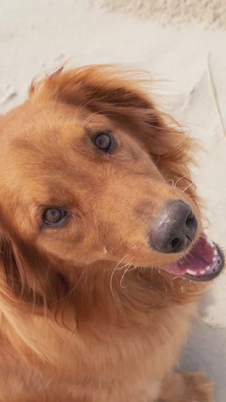 Video showing a Golden Retriever Dog magically transforming with a sparkle transition into a custom line-art sketch on a Central signature colorway fleece hoodie.