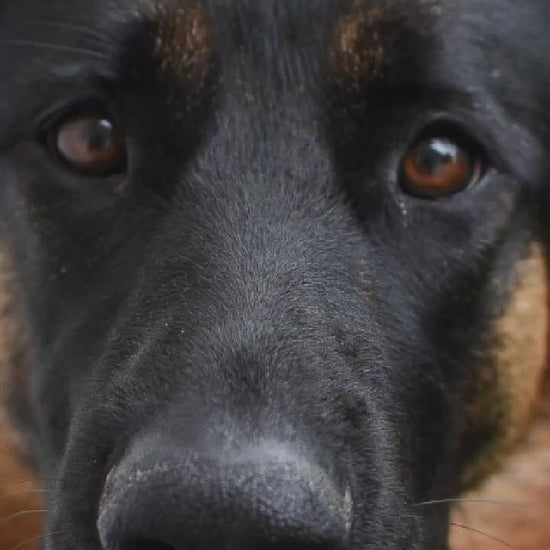 Video showing a German Shepherd Dog magically transforming with a sparkle transition into a custom line-art sketch on a State College signature colorway fleece hoodie.