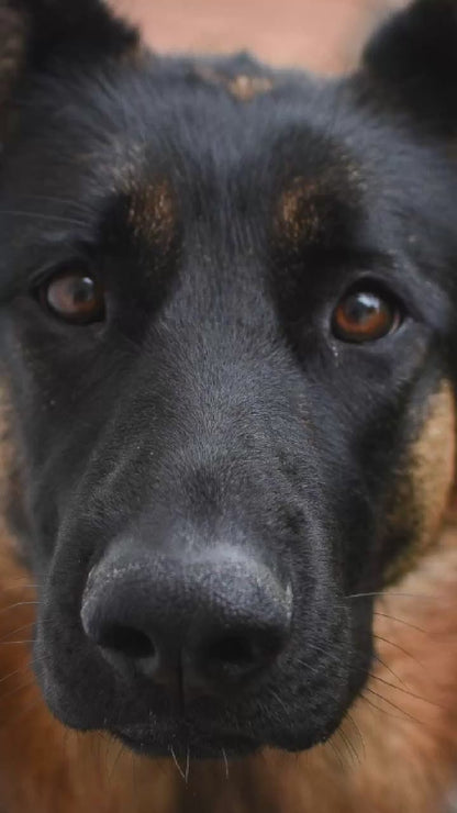 Video showing a German Shepherd Dog magically transforming with a sparkle transition into a custom line-art sketch on a State College signature colorway fleece hoodie.