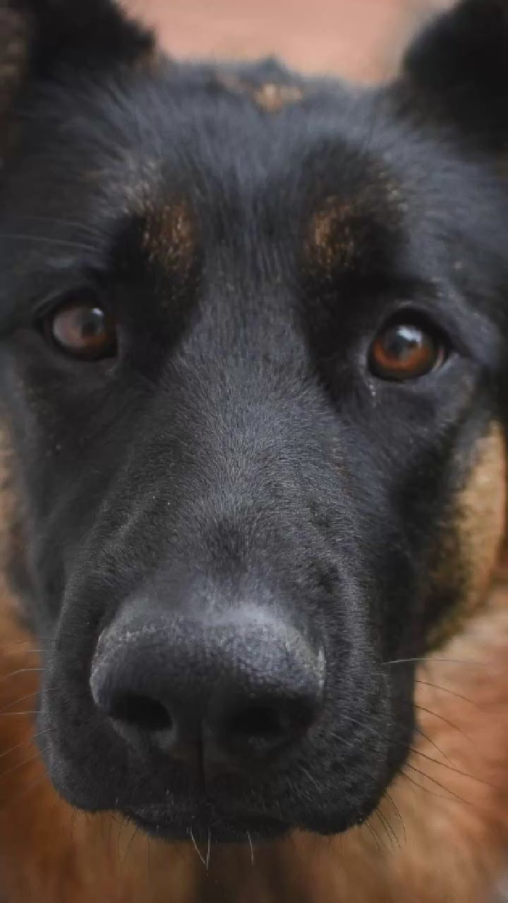 Video showing a German Shepherd Dog magically transforming with a sparkle transition into a custom line-art sketch on a State College signature colorway fleece hoodie.