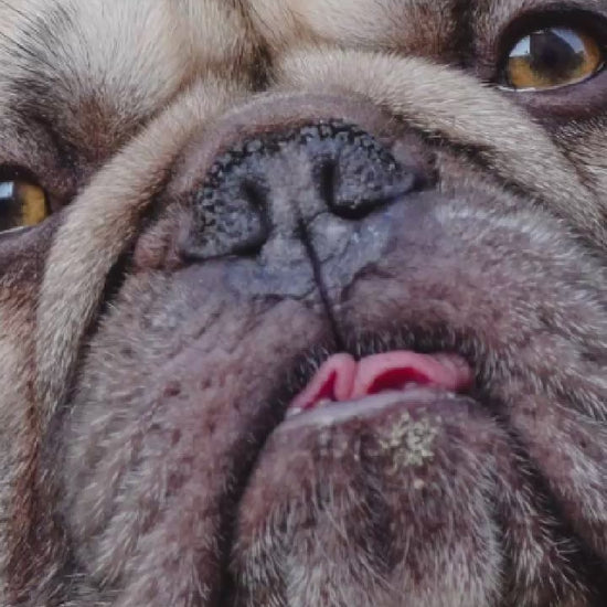 Video showing a French Bulldog magically transforming with a sparkle transition into a custom line-art sketch on a Durham signature colorway fleece hoodie.