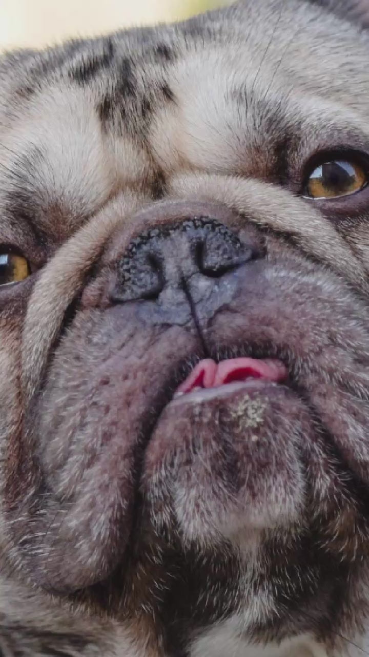 Video showing a French Bulldog magically transforming with a sparkle transition into a custom line-art sketch on a Durham signature colorway fleece hoodie.