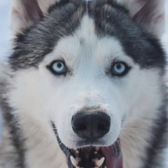 Video showing a Husky Dog magically transforming with a sparkle transition into a custom line-art sketch on an Ann Arbor signature colorway fleece hoodie.