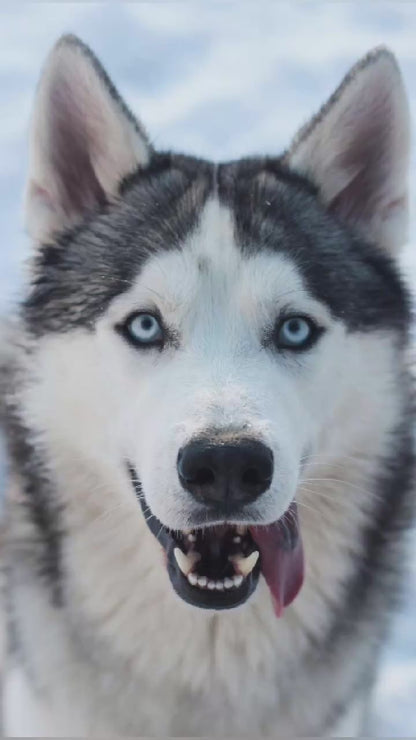 Video showing a Husky Dog magically transforming with a sparkle transition into a custom line-art sketch on an Ann Arbor signature colorway fleece hoodie.