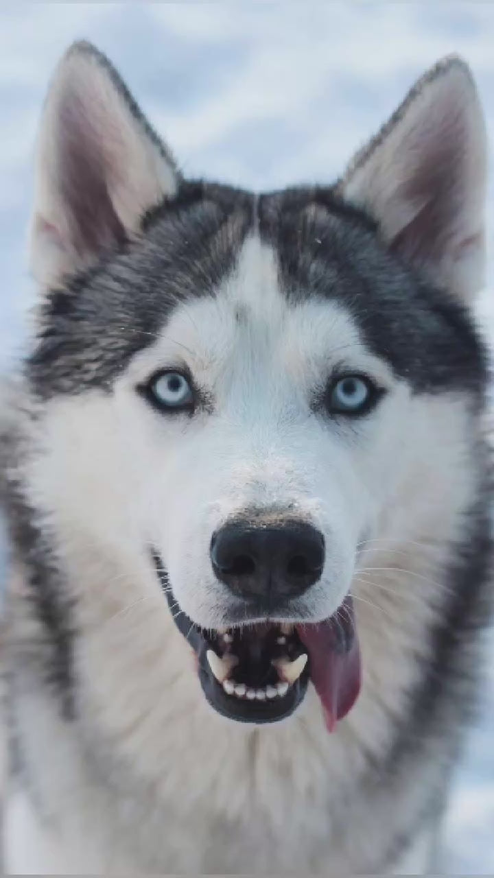 Video showing a Husky Dog magically transforming with a sparkle transition into a custom line-art sketch on an Ann Arbor signature colorway fleece hoodie.