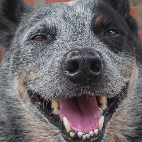 Video showing n Australian Cattle Dog magically transforming with a sparkle transition into a custom line-art sketch on an Austin signature colorway fleece hoodie.