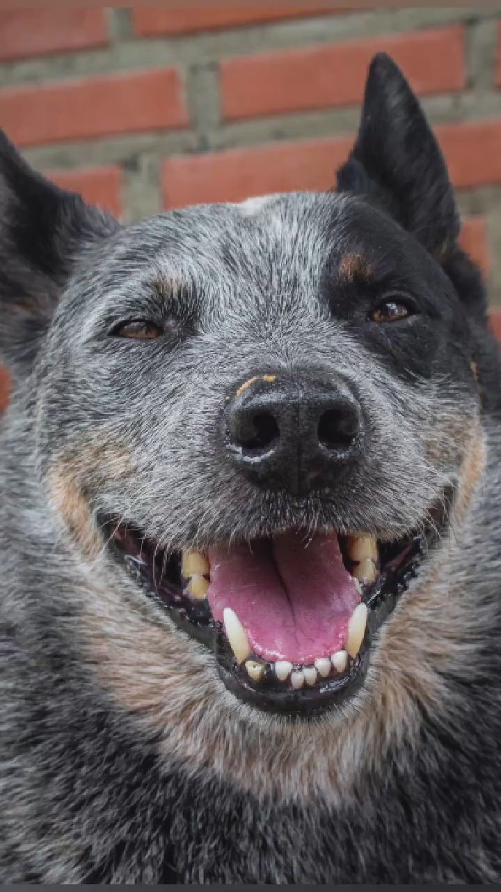 Video showing n Australian Cattle Dog magically transforming with a sparkle transition into a custom line-art sketch on an Austin signature colorway fleece hoodie.