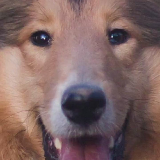 Video showing a Collie Dog magically transforming with a sparkle transition into a custom line-art sketch on a College Station signature colorway fleece hoodie.