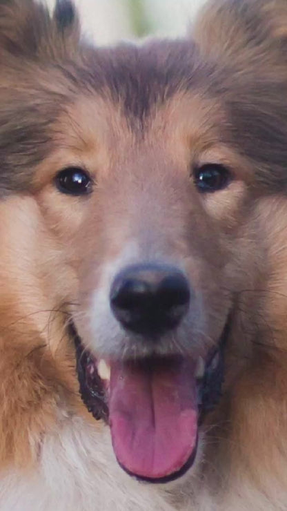 Video showing a Collie Dog magically transforming with a sparkle transition into a custom line-art sketch on a College Station signature colorway fleece hoodie.