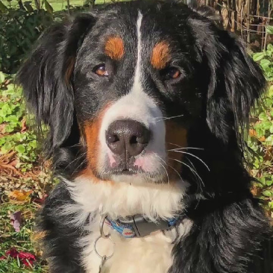 Video showing a Bernese Mountain Dog magically transforming with a sparkle transition into a custom line-art sketch on a Blacksburg signature colorway fleece hoodie.