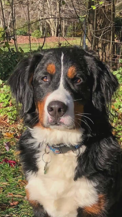 Video showing a Bernese Mountain Dog magically transforming with a sparkle transition into a custom line-art sketch on a Blacksburg signature colorway fleece hoodie.