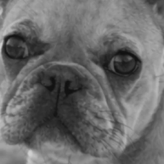 French Bulldog photo transforms with sparkle magic into custom dog art on a Libra ceramic mug overlooking the Blue Ridge Mountains.