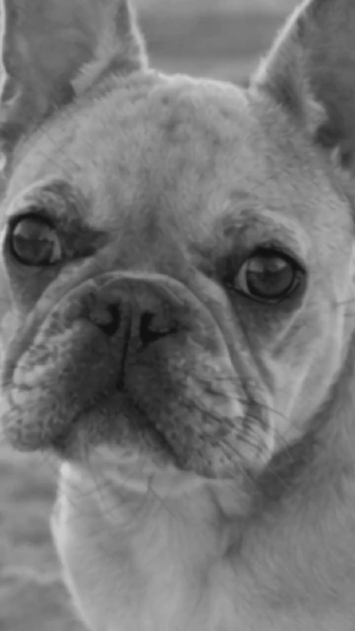 French Bulldog photo transforms with sparkle magic into custom dog art on a Libra ceramic mug overlooking the Blue Ridge Mountains.