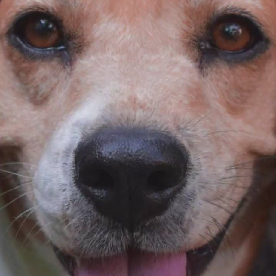 Video showing a Beagle Dog magically transforming with a sparkle transition into a custom line-art sketch on a Lexington signature colorway fleece hoodie.