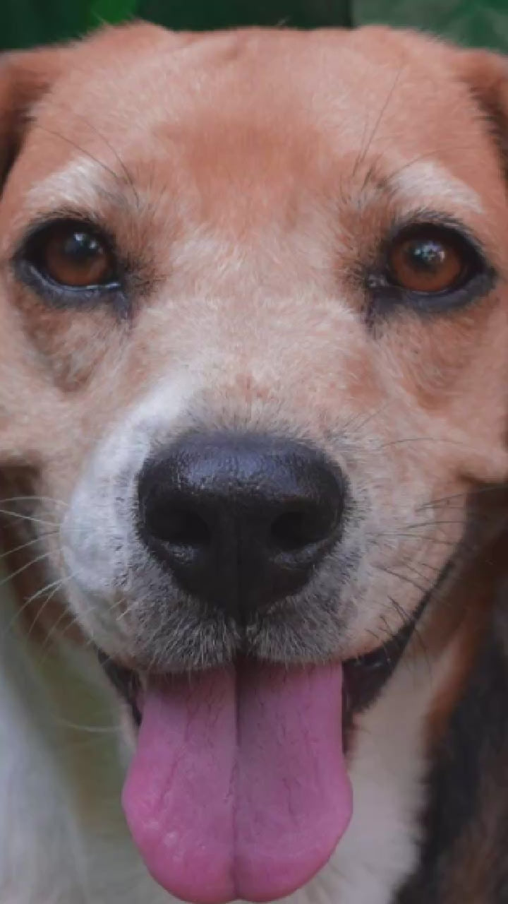 Video showing a Beagle Dog magically transforming with a sparkle transition into a custom line-art sketch on a Lexington signature colorway fleece hoodie.
