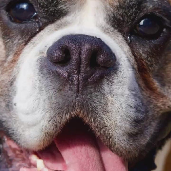 Video showing a Boxer Dog magically transforming with a sparkle transition into a custom line-art sketch on a Columbus signature colorway fleece hoodie.
