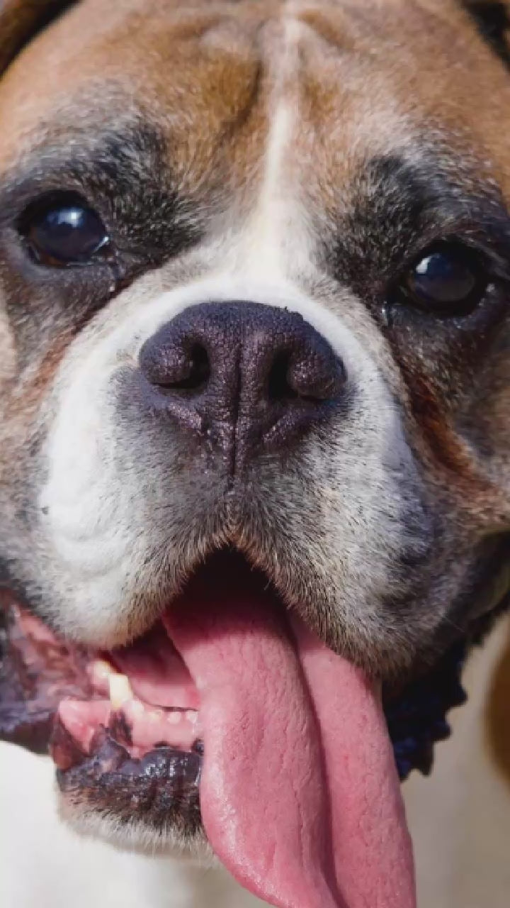 Video showing a Boxer Dog magically transforming with a sparkle transition into a custom line-art sketch on a Columbus signature colorway fleece hoodie.