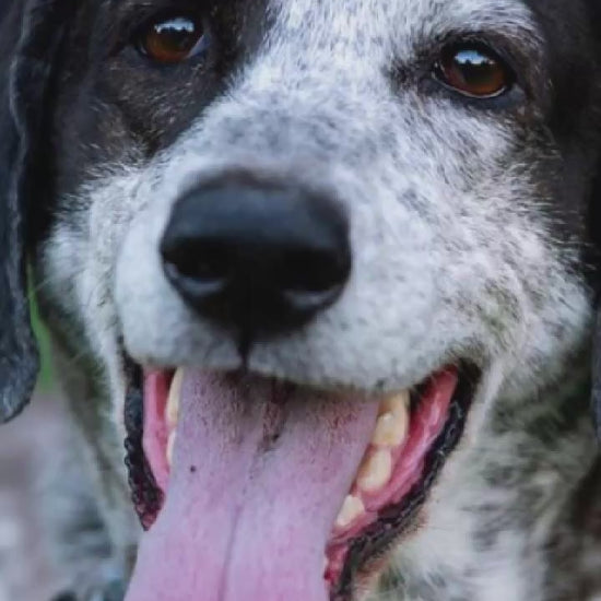 Video showing a Bluetick Coonhound magically transforming with a sparkle transition into a custom line-art sketch on a Knoxville signature colorway fleece hoodie.