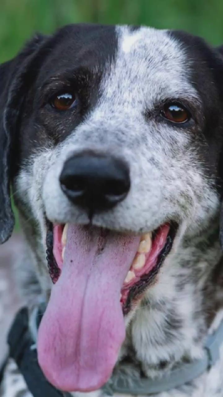 Video showing a Bluetick Coonhound magically transforming with a sparkle transition into a custom line-art sketch on a Knoxville signature colorway fleece hoodie.