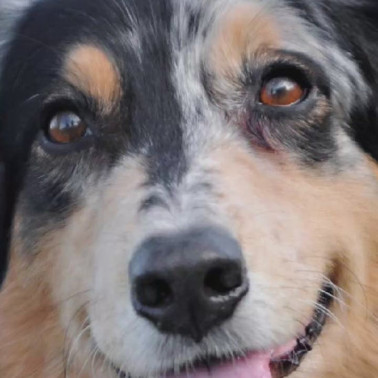 Video showing a Border Collie Dog magically transforming with a sparkle transition into a custom line-art sketch on a Norman signature colorway fleece hoodie.