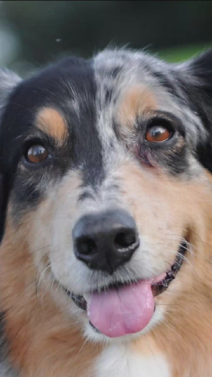Video showing a Border Collie Dog magically transforming with a sparkle transition into a custom line-art sketch on a Norman signature colorway fleece hoodie.