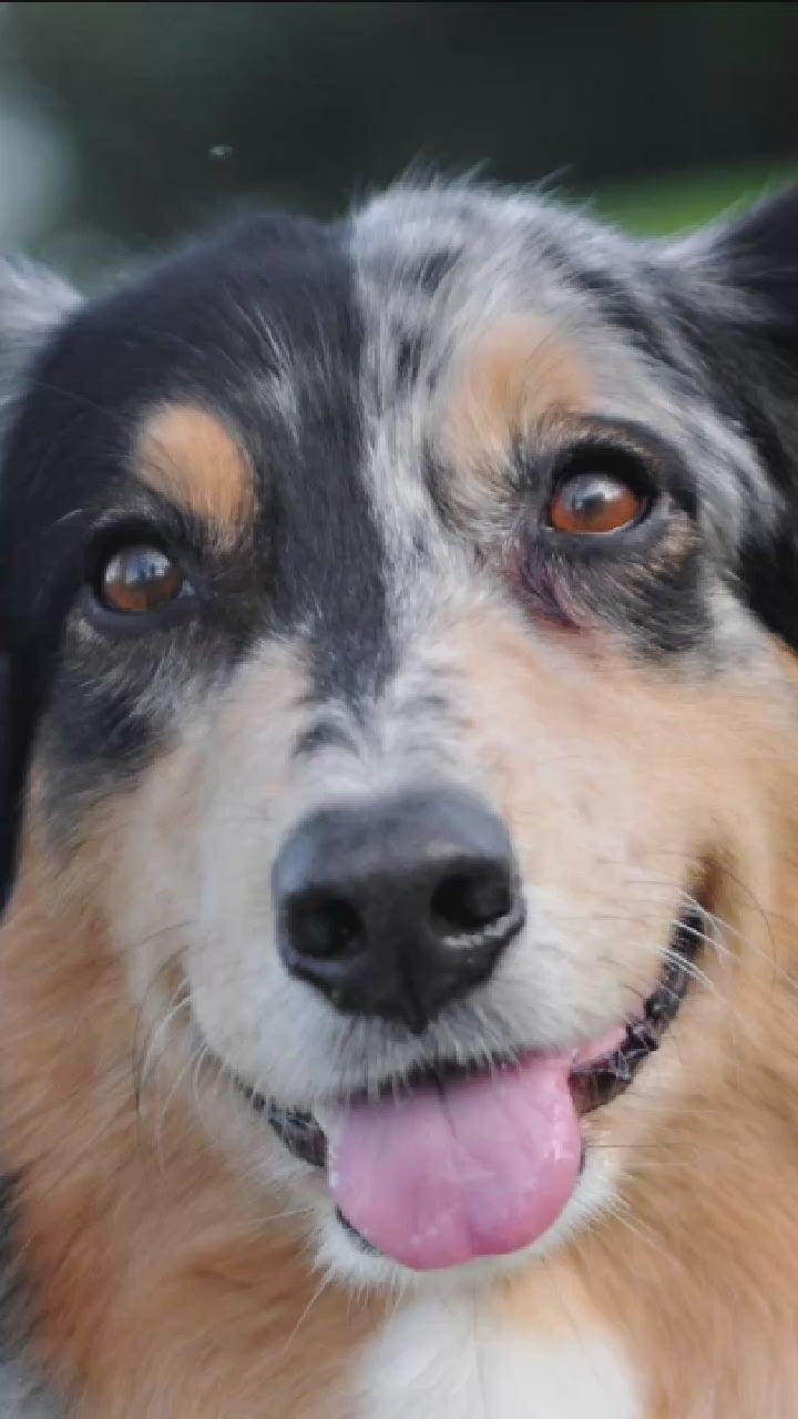 Video showing a Border Collie Dog magically transforming with a sparkle transition into a custom line-art sketch on a Norman signature colorway fleece hoodie.